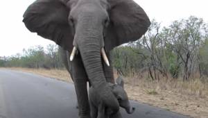 Mor beskytter sin baby elefant, der vil hilse på folk – er det ikke sødt!